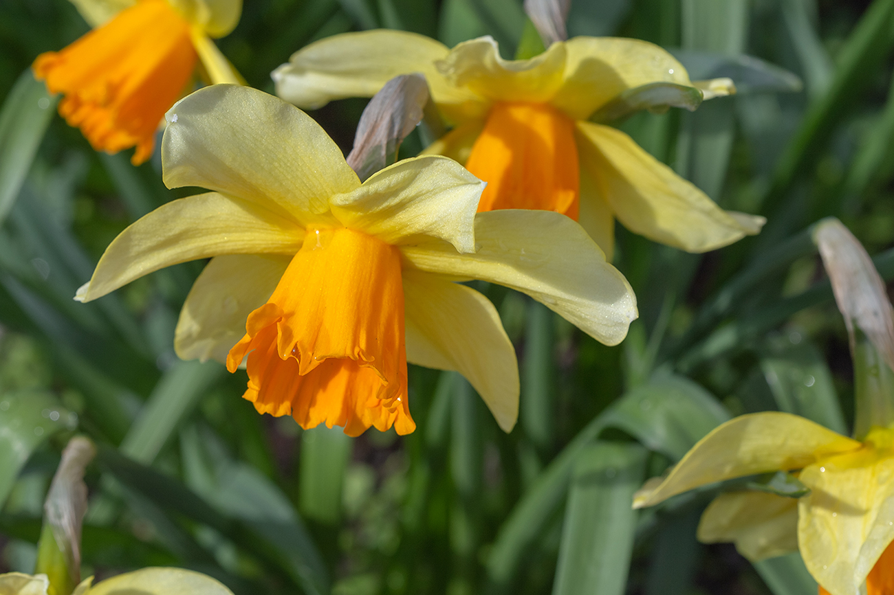 Image of genus Narcissus specimen.
