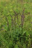 View full-size image Epipactis atrorubens