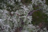 unknown species. Верхушки бутонизирующих (?) веточек. Турция, ил Ван, рядом с водопадом Мурадие, левый берег р. Бендимахи, роща. 20 мая 2025 г.