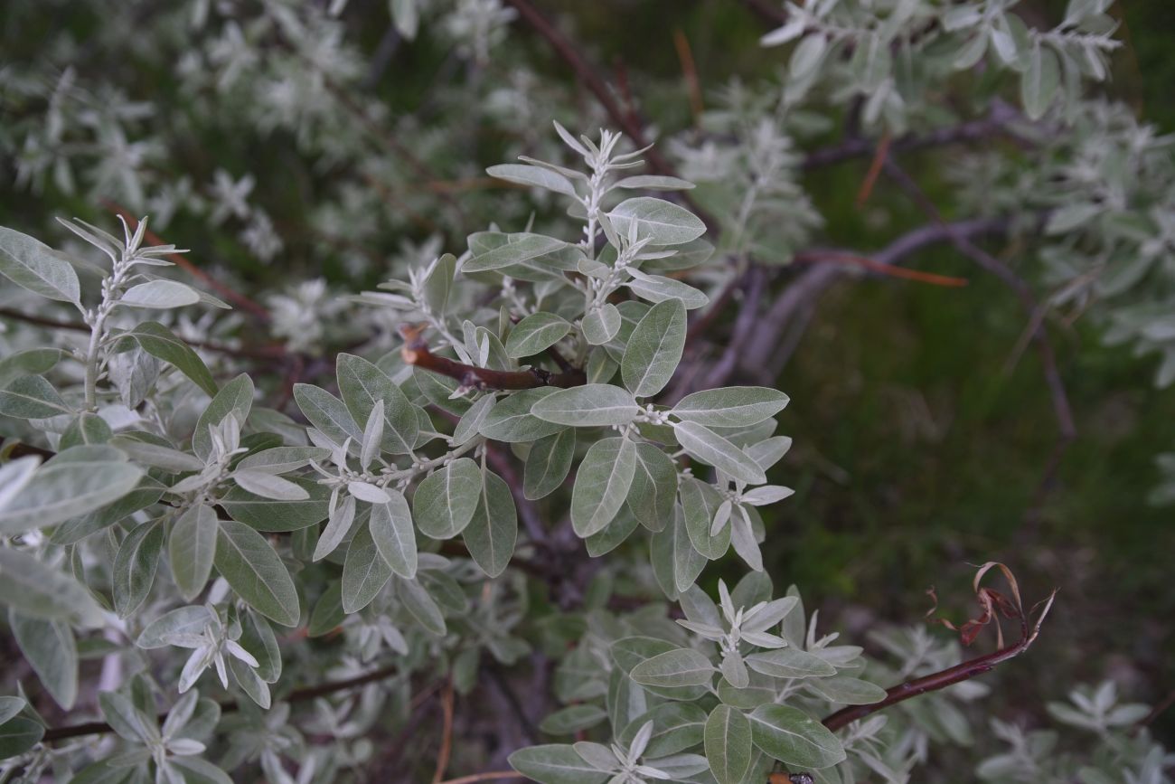 Image of Unknown species specimen.