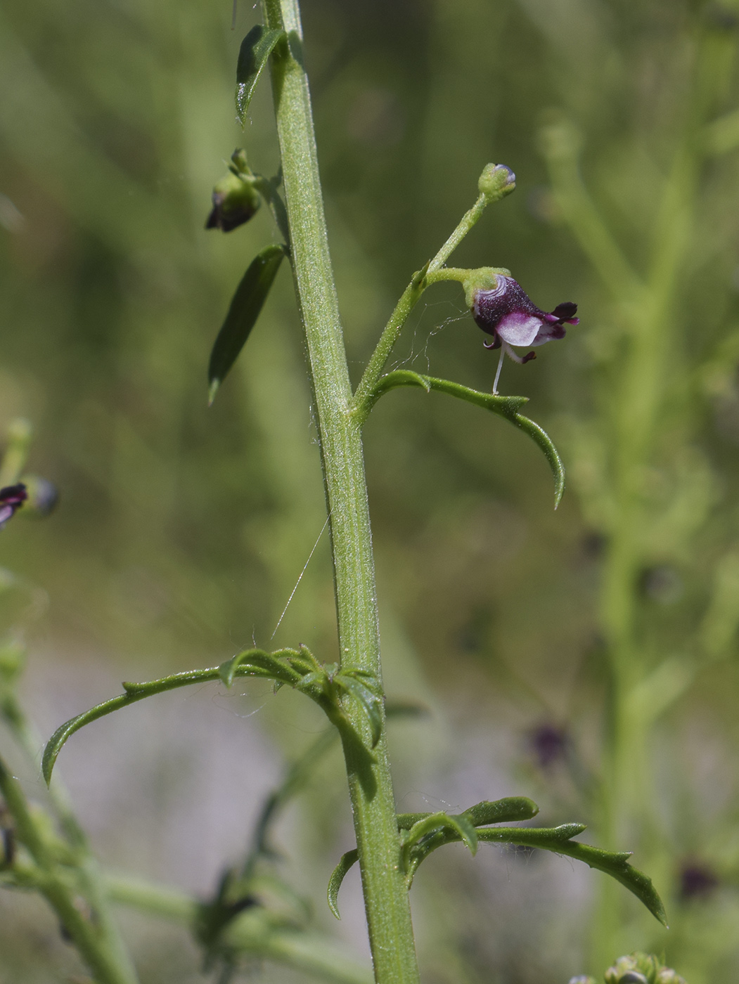 Изображение особи Scrophularia canina ssp. crithmifolia.