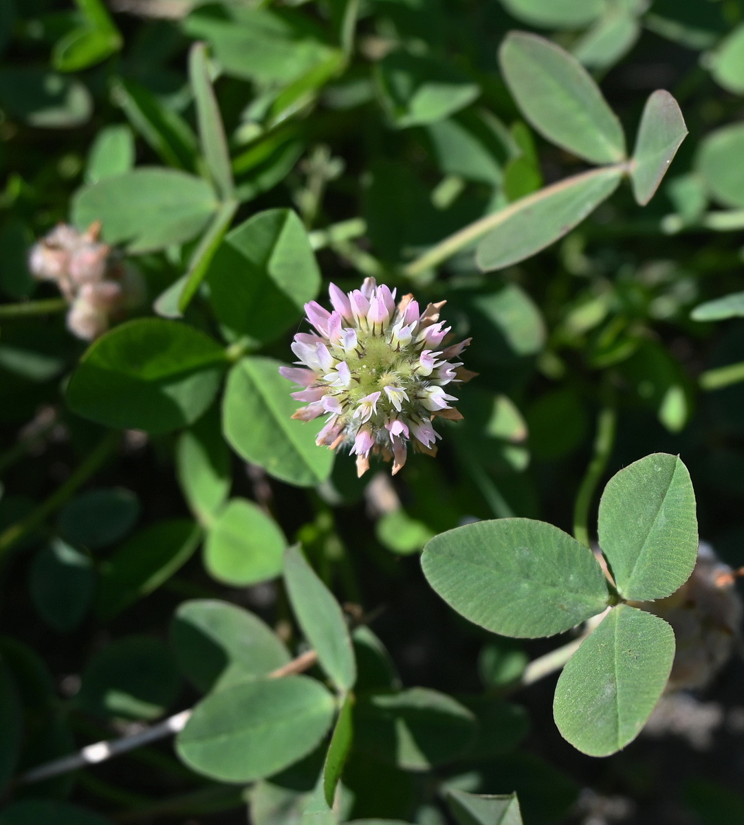 Image of Trifolium fragiferum specimen.