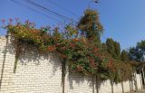 Campsis radicans. Цветущее растение; справа на заборе вдали - девичий виноград пятилисточковый (Parthenocissus quinquefolia). Волгоград, Красноармейский р-н, улица Кольцова. 07.09.2025.
