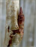 Populus balsamifera. Покоящаяся почка. Чувашия, г. Шумерля, промзона. 5 апреля 2011 г.