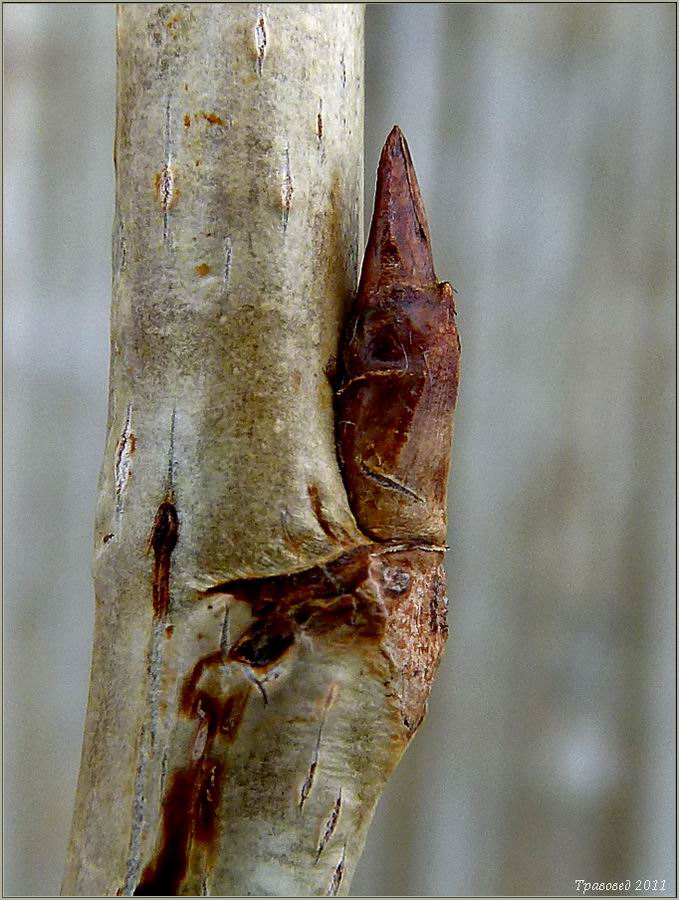 Image of Populus balsamifera specimen.