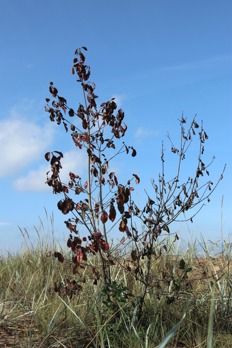Image of Frangula alnus specimen.