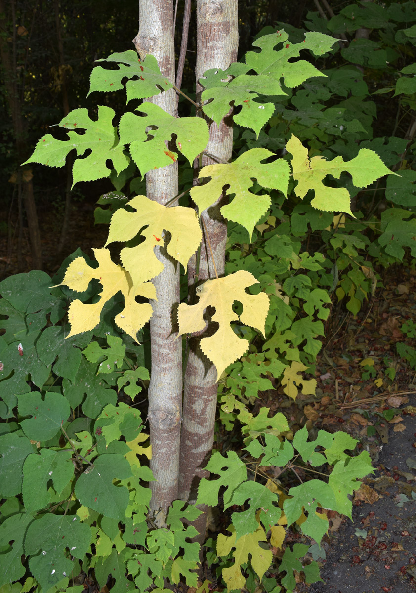 Изображение особи Broussonetia papyrifera.