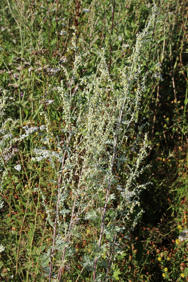 Image of Artemisia absinthium specimen.