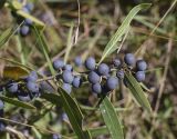 Phillyrea angustifolia. Верхушка побега с соплодиями. Испания, Каталония, пров. Жирона, комарка Баш Эмпорда, муниципалитет Калонже, в подлеске дубово-соснового леса, обочина лесной дороги. 27.10.2025.