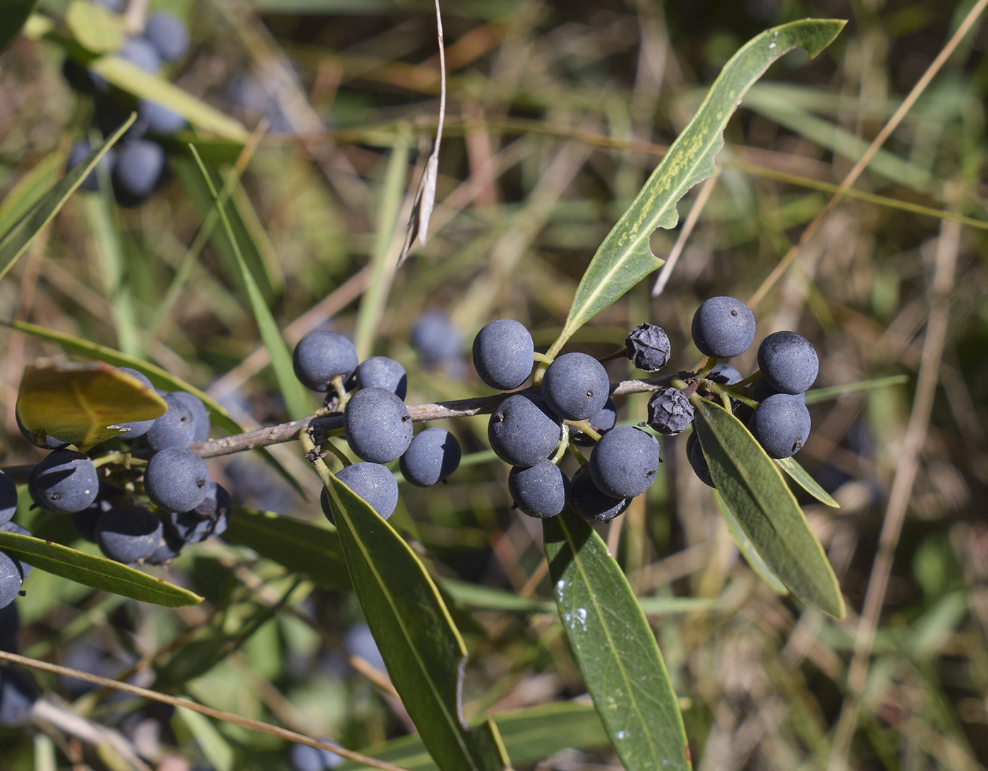 Изображение особи Phillyrea angustifolia.