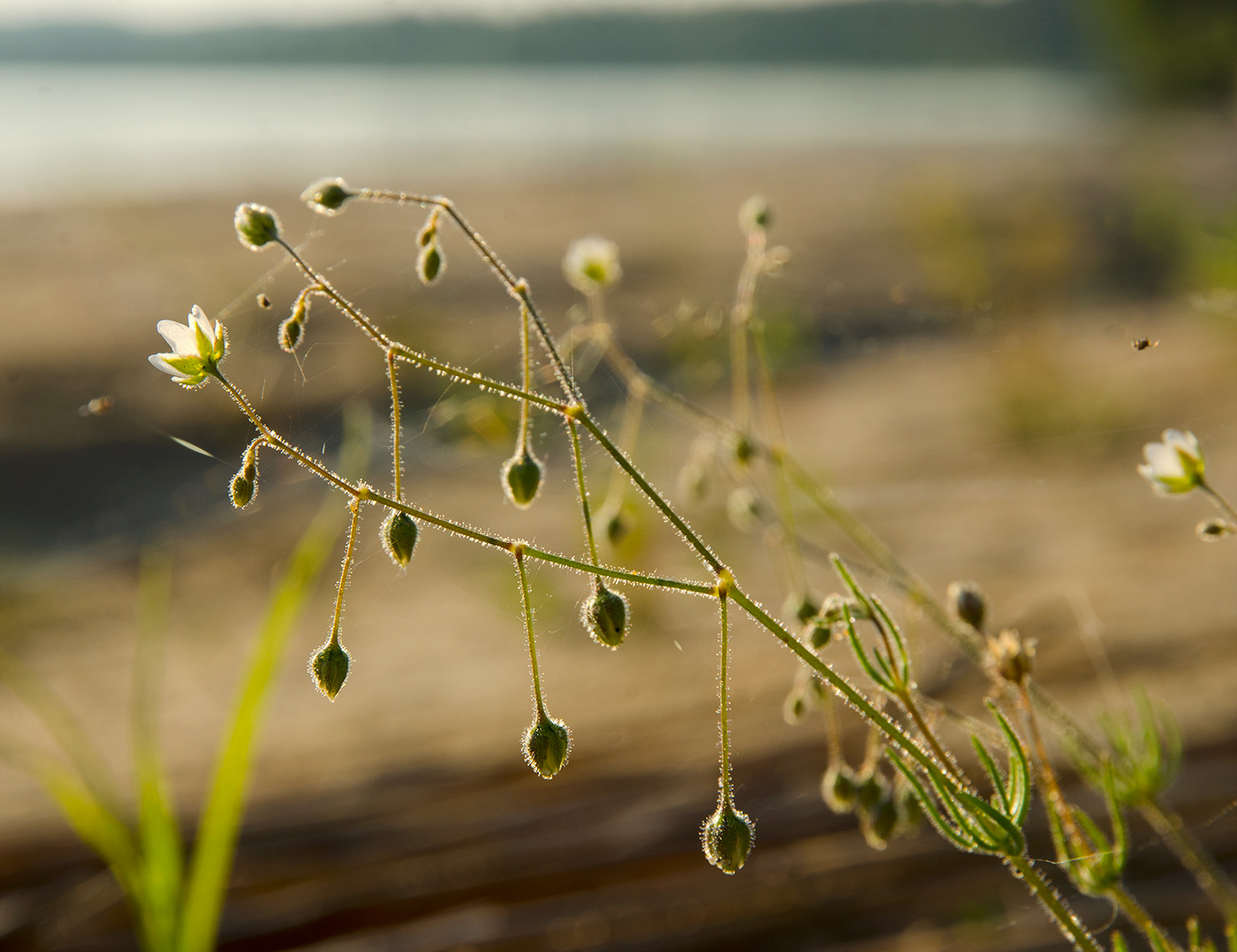 Изображение особи Spergula arvensis.