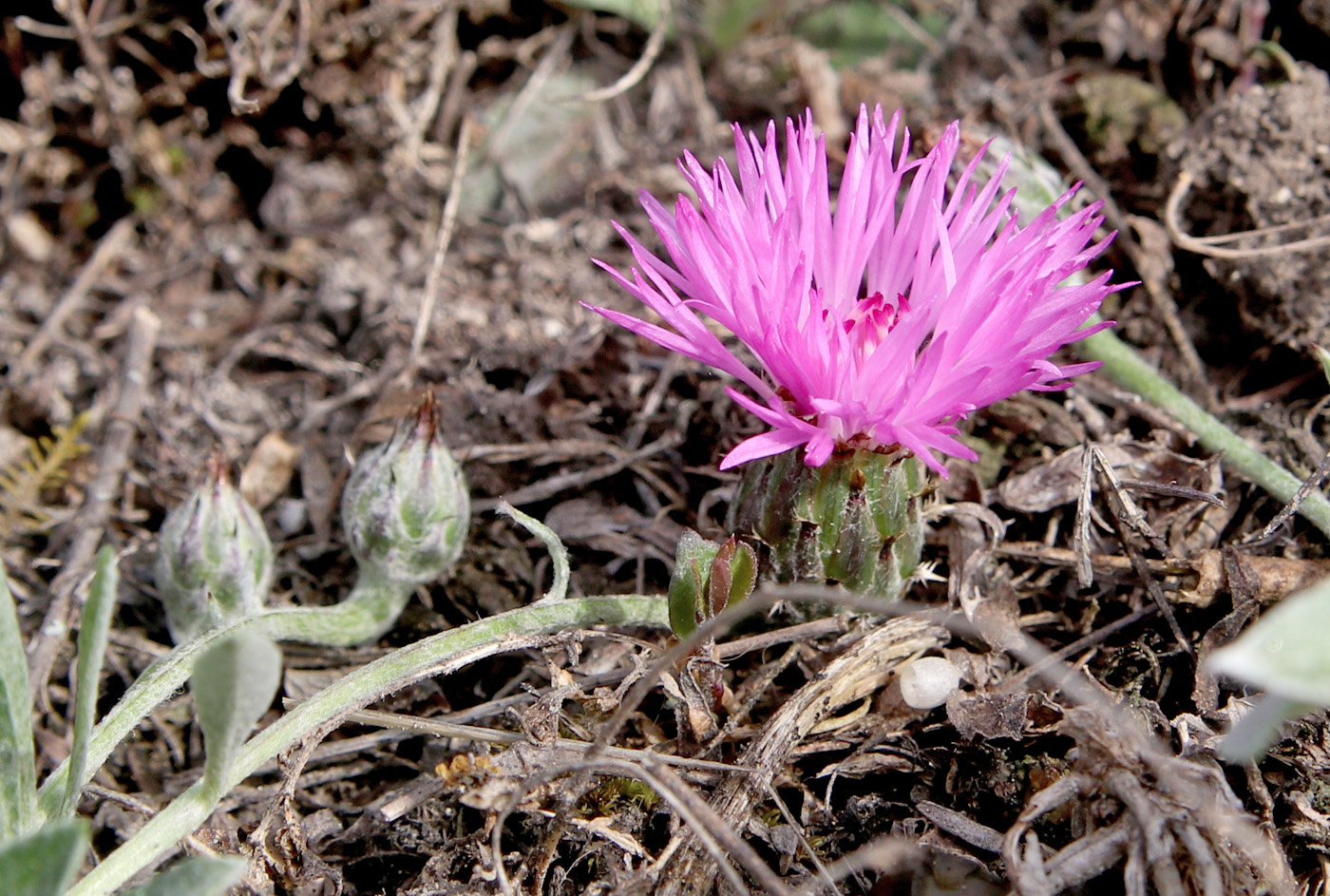 Image of Psephellus sumensis specimen.