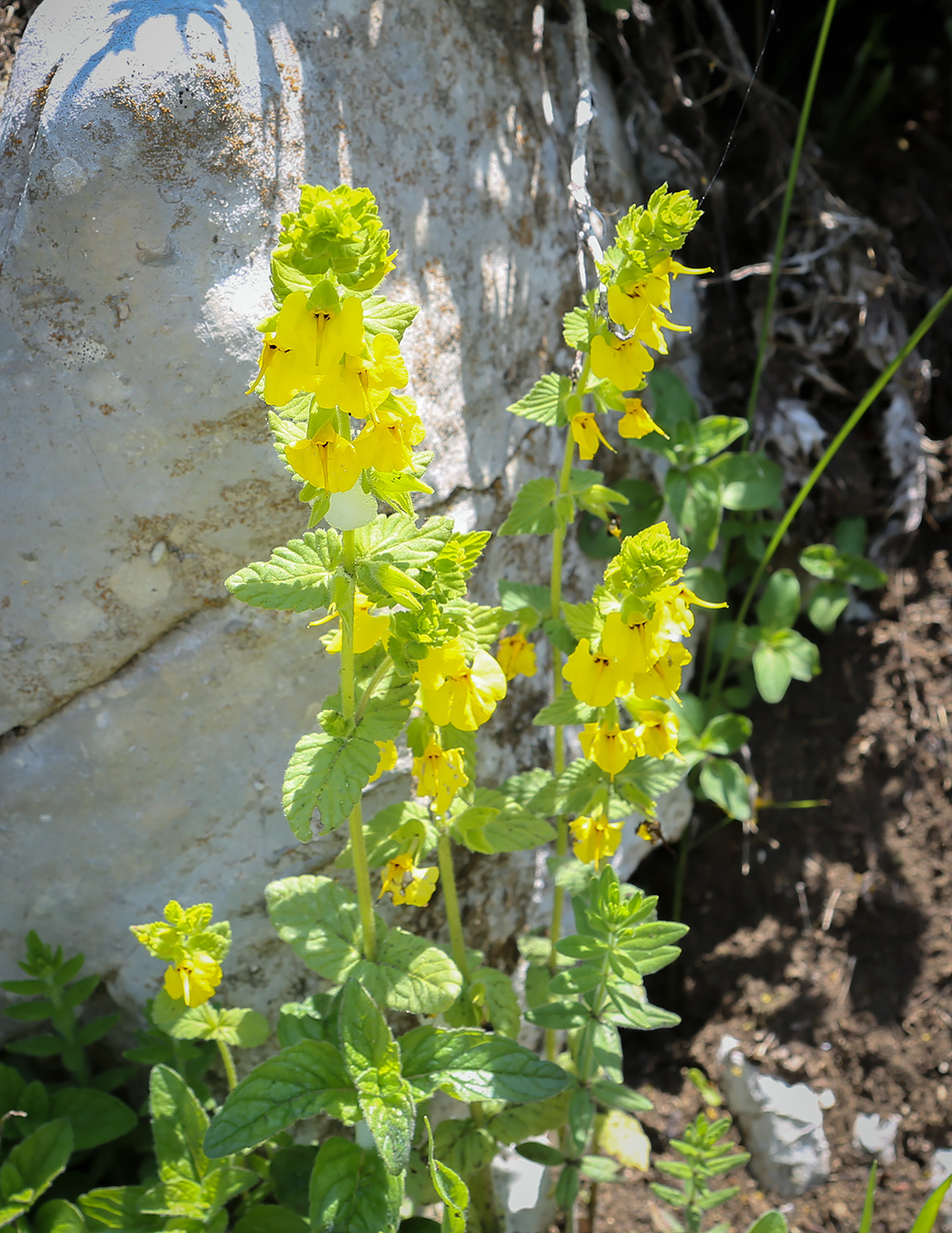 Изображение особи Rhynchocorys elephas.