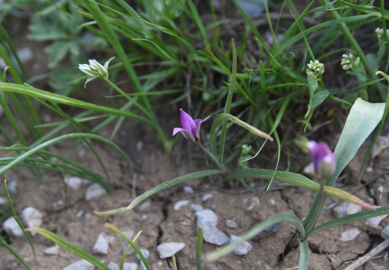 Image of Tulipa humilis specimen.