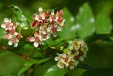 Sorbus sambucifolia. Цветки. Камчатский край, Мильковский р-н, пр. борт дол. р. Ср. Авача, ≈ 830 м н.у.м., поросший ольховником склон сопки. 03.07.2025.