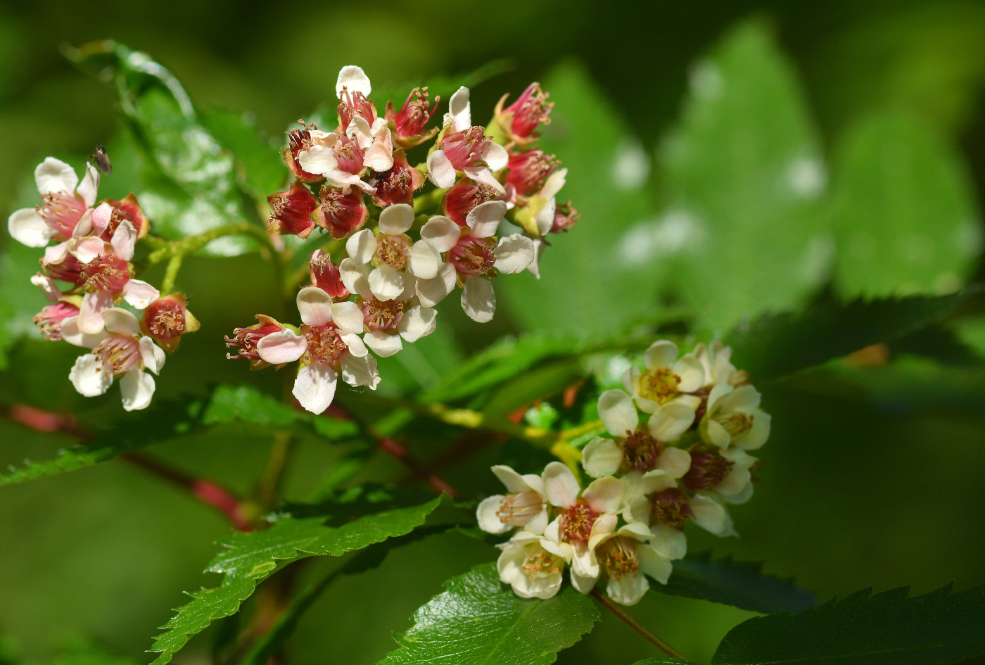 Изображение особи Sorbus sambucifolia.