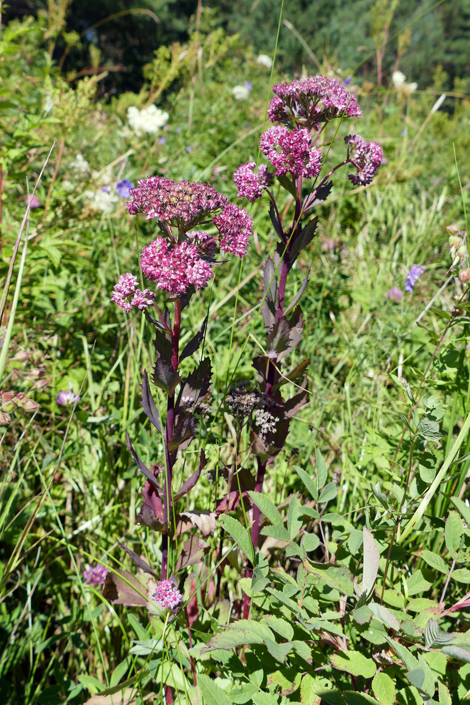 Изображение особи Hylotelephium triphyllum.