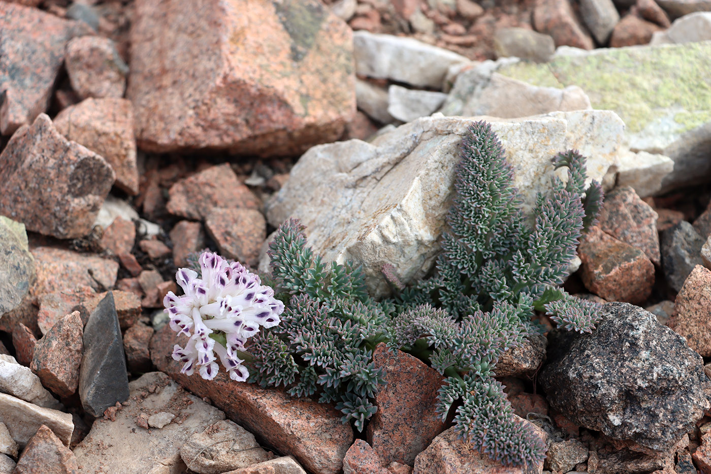 Image of Cysticorydalis fedtschenkoana specimen.