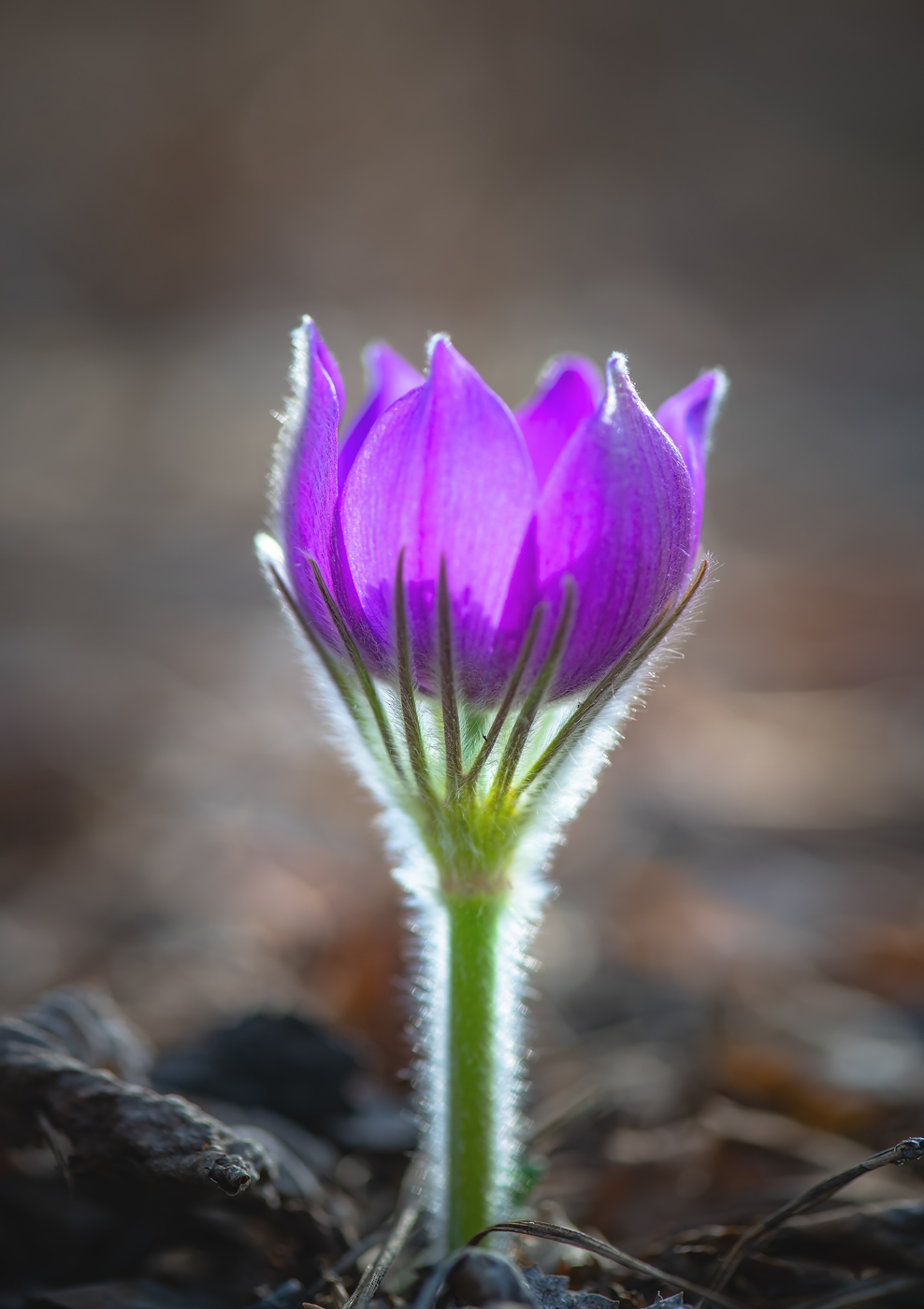 Image of Pulsatilla turczaninovii specimen.