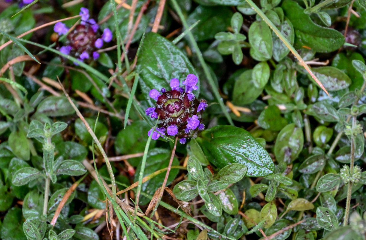 Изображение особи Prunella vulgaris.