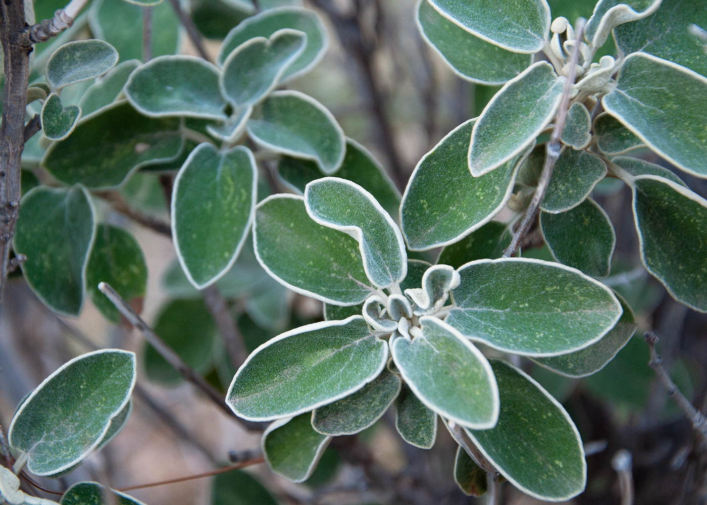 Image of Phlomis chimerae specimen.