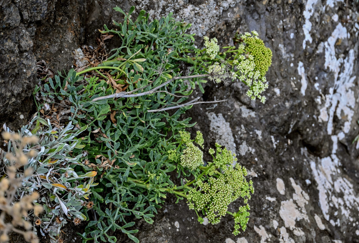 Изображение особи Crithmum maritimum.