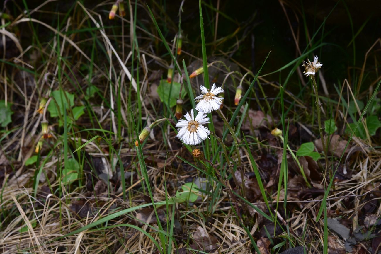 Изображение особи Tussilago farfara.