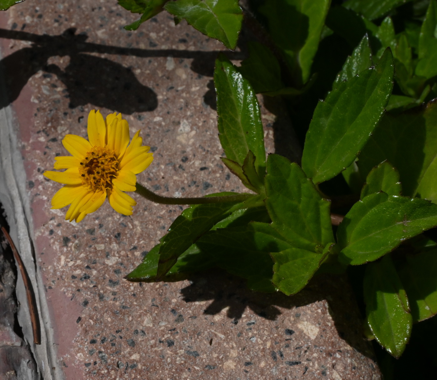 Image of familia Asteraceae specimen.