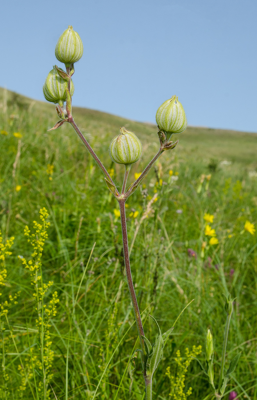 Image of Melandrium album specimen.