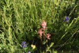 genus Orobanche. Цветущие растения. Чечня, Шаройский р-н, окр. хут. Хочелдой, верхняя часть субальпийского луга над хутором. 3 июля 2024 г.
