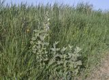 Althaea officinalis. Зацветающие растения. Испания, Каталония, пров. Жирона, комарка Баш Эмпорда, муниципалитет Пальс, бровка оросительного канала заросшего Phragmites australis. 21.06.2026.