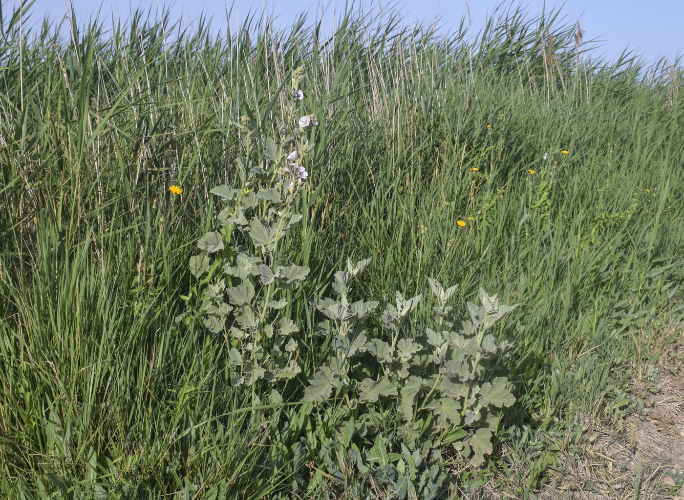 Изображение особи Althaea officinalis.