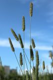 Phleum pratense. Верхушки цветущих побегов. Санкт-Петербург, Кировский р-н, озеленение бульвара, край цветника. 01.07.2026.
