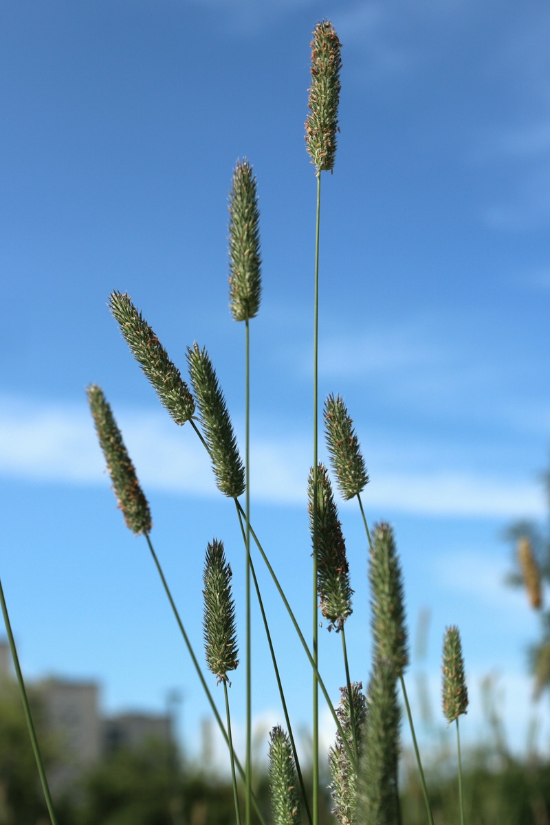 Изображение особи Phleum pratense.