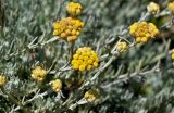 Helichrysum stoechas. Верхушки побегов с соцветиями. Португалия, округ Бежа, мыс Сардао, каменистый склон. 06.06.2026.