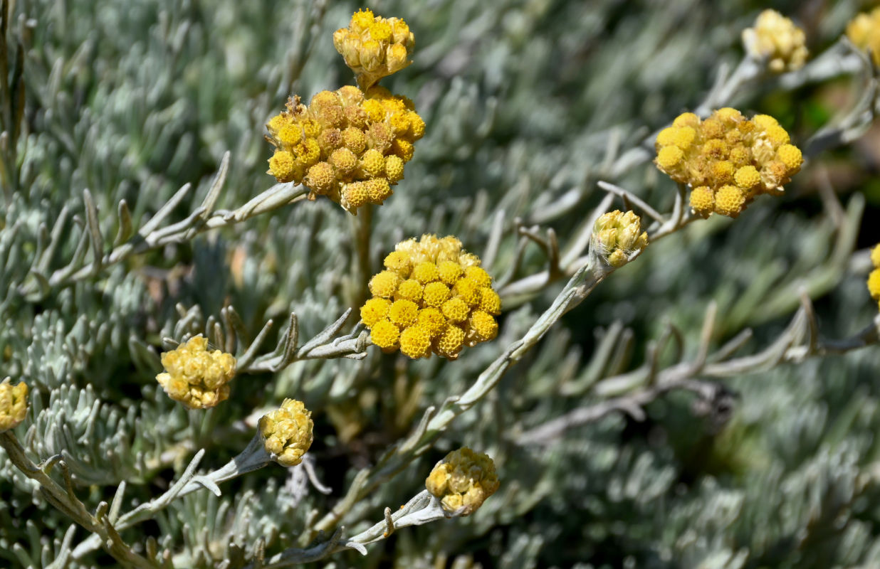 Image of Helichrysum stoechas specimen.