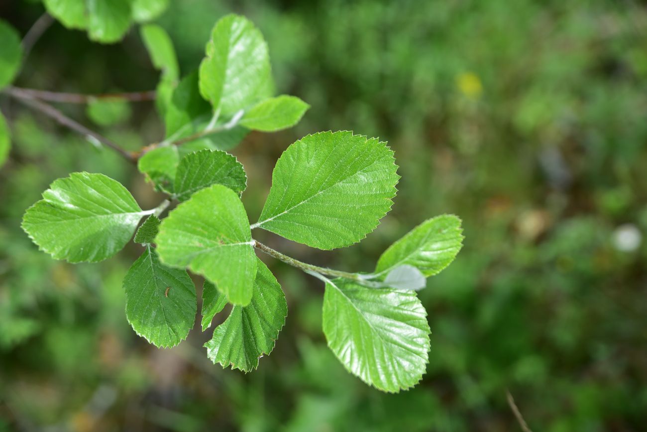 Изображение особи семейство Rosaceae.
