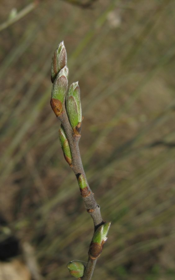 Изображение особи Salix &times; puberula.