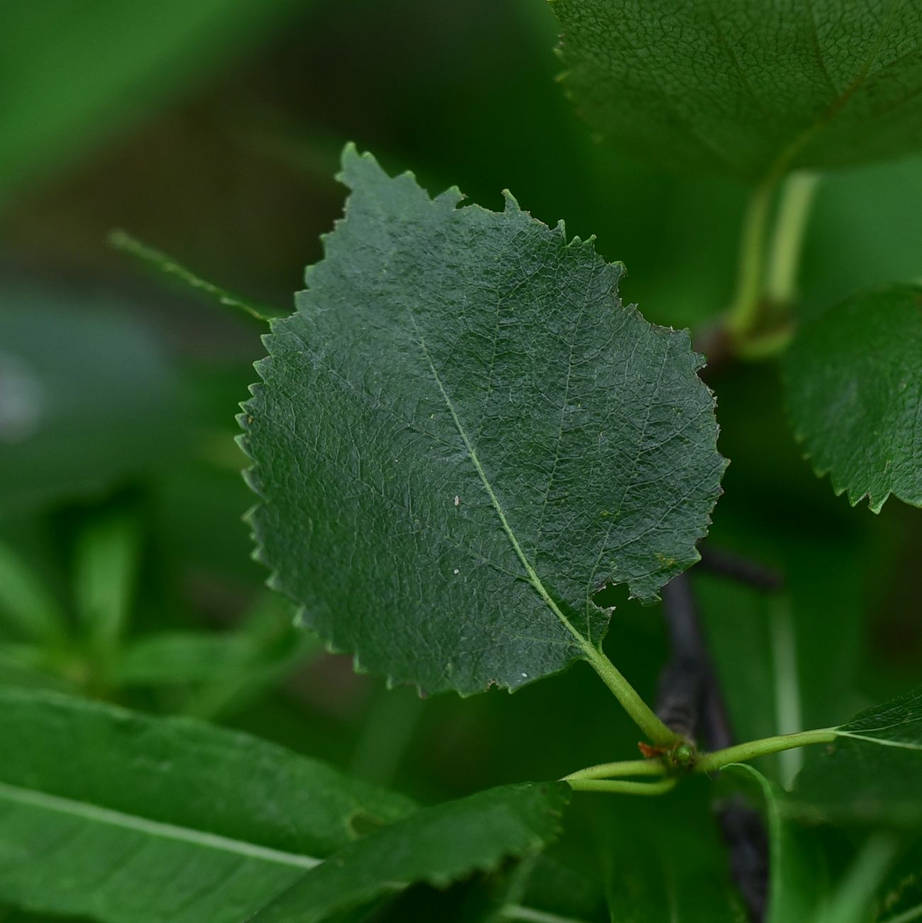 Изображение особи род Betula.