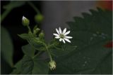 Stellaria nemorum
