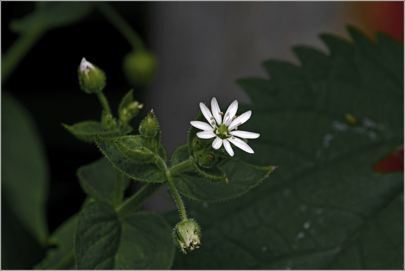 Изображение особи Stellaria nemorum.