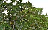 Ficus carica