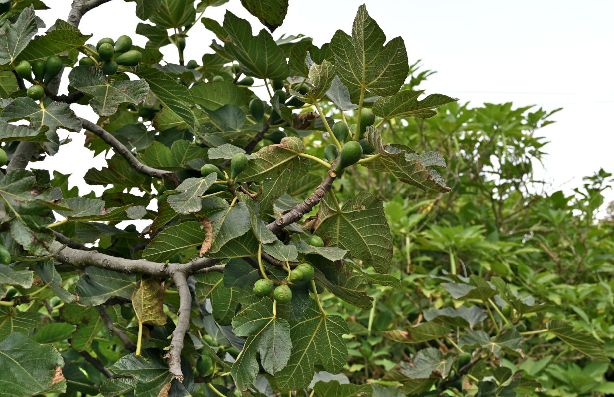 Image of Ficus carica specimen.