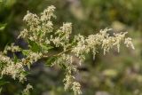 Aconogonon alpinum. Верхушка побега с соцветиями. Кабардино-Балкария, Чегемский р-н, дол. р. Чегем, окр. т/б \"Башиль\", субальпийский луг. 02.08.2026.