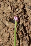 unknown species. Верхушка сорванного расцветающего растения. Турция, ил Артвин, окр. храма Отхта, луг. 13 июня 2026 г.