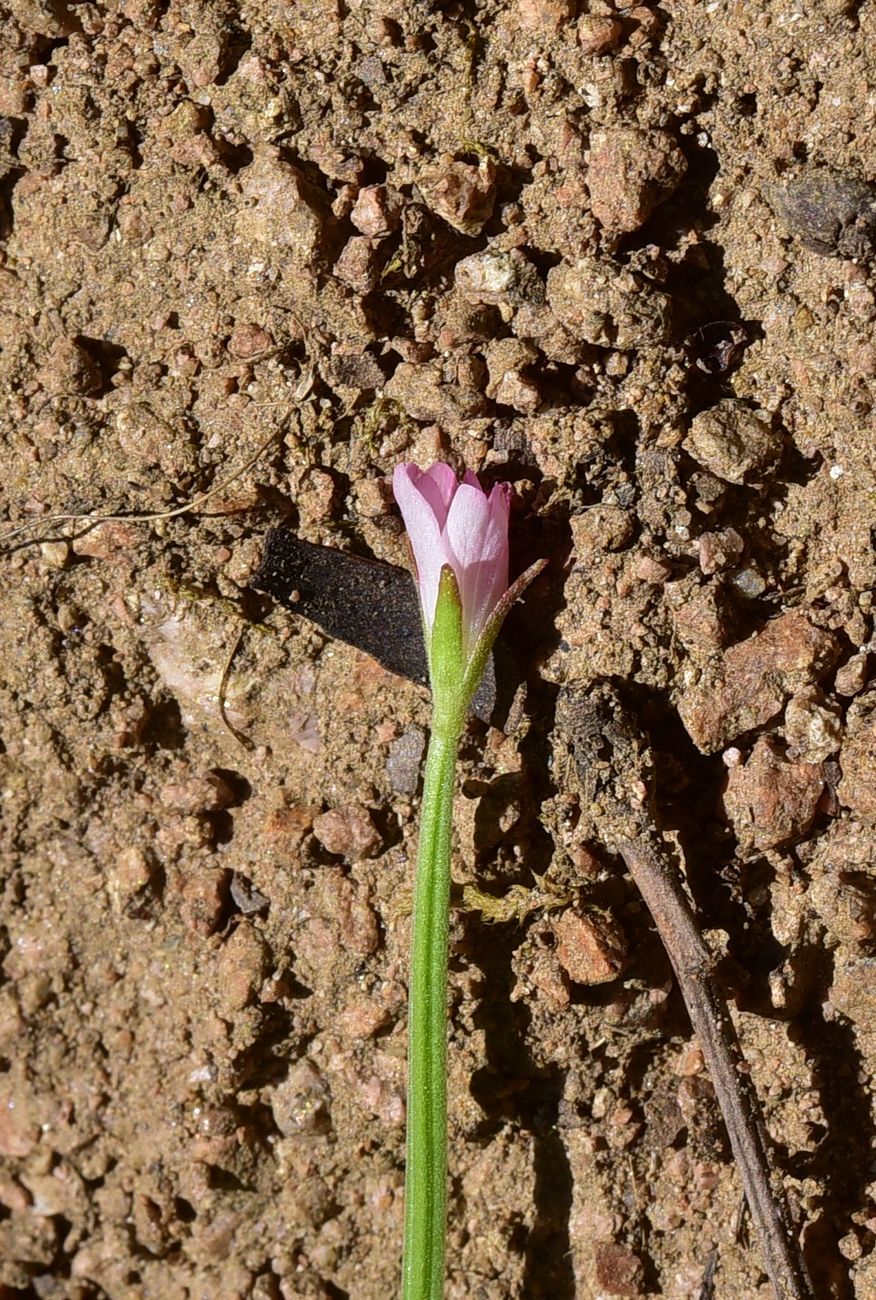 Image of Unknown species specimen.
