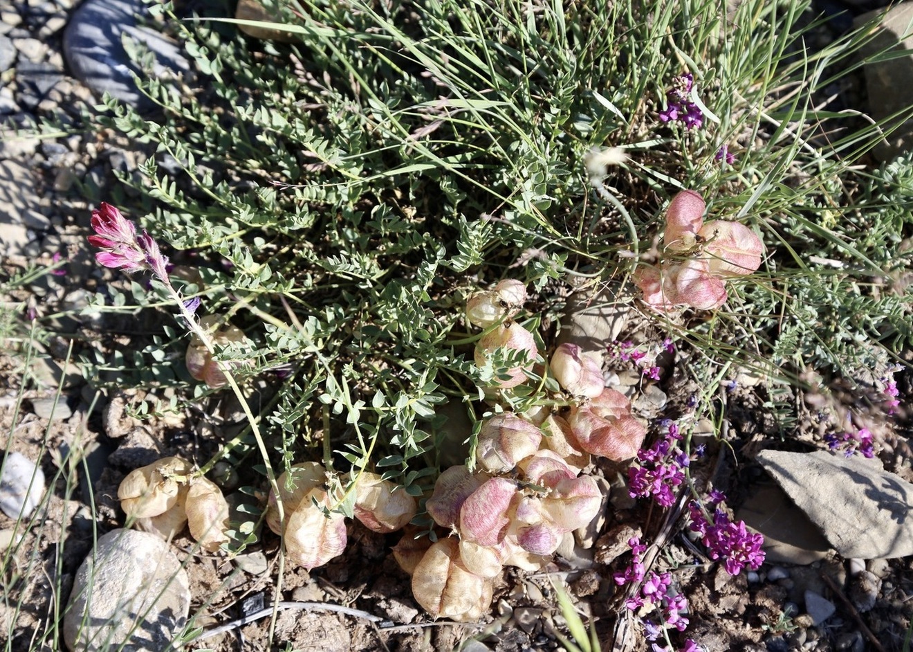 Image of Astragalus masenderanus specimen.