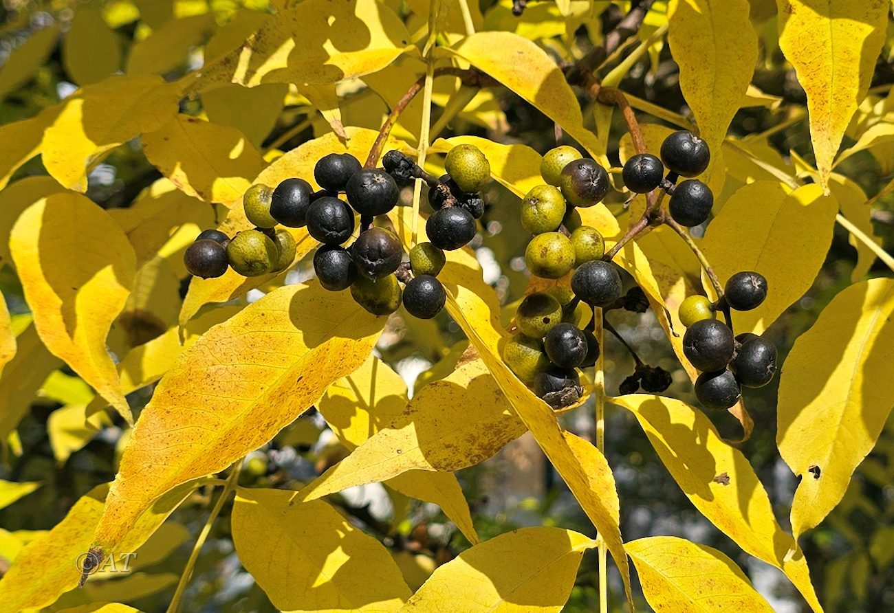 Изображение особи Phellodendron amurense.