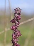 genus Atriplex. Верхушка соплодия. Испания, Каталония, пров. Жирона, комарка Баш Эмпорда, муниципалитет Тороэлья-де-Монгри, окр. устья р. Тер, осушенный участок маршевого луга \"Платера\" (Platera), обочина пешеходной тропы. 31.10.2026.