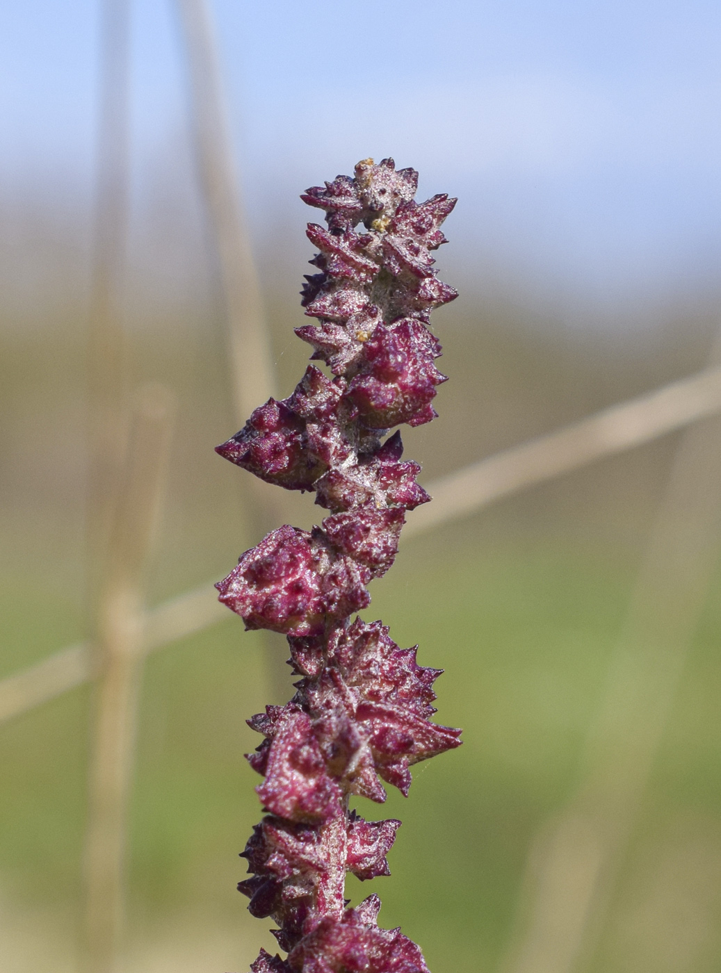 Image of genus Atriplex specimen.